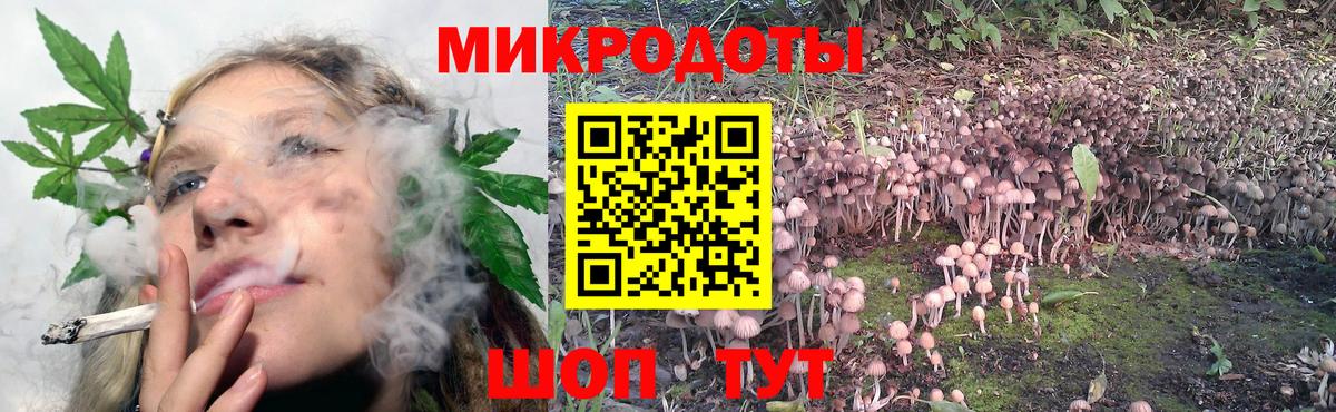 Галлюциногенные грибы Psilocybe Сосновоборск